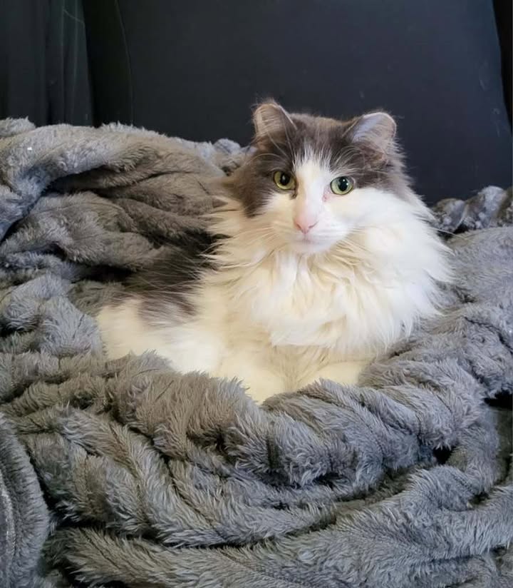 Duchess