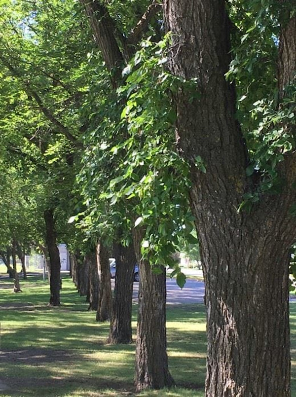 Elm trees in park