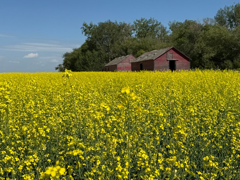 yellow canola field flowering under a blue sky with two small older red buildings beside a group of trees in the field