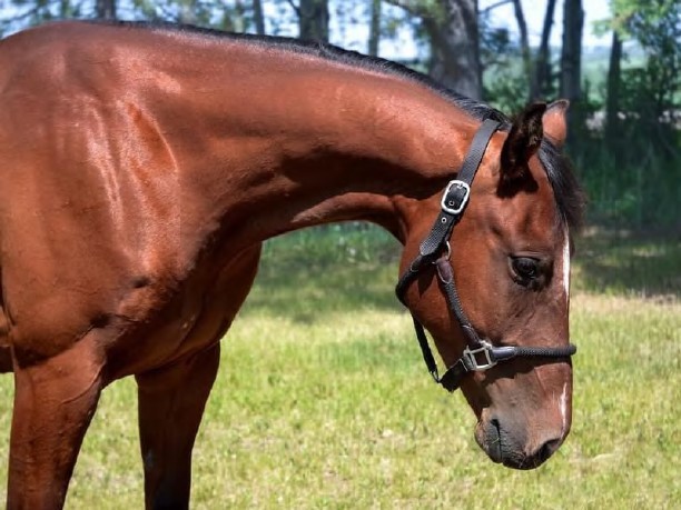 hank the horse