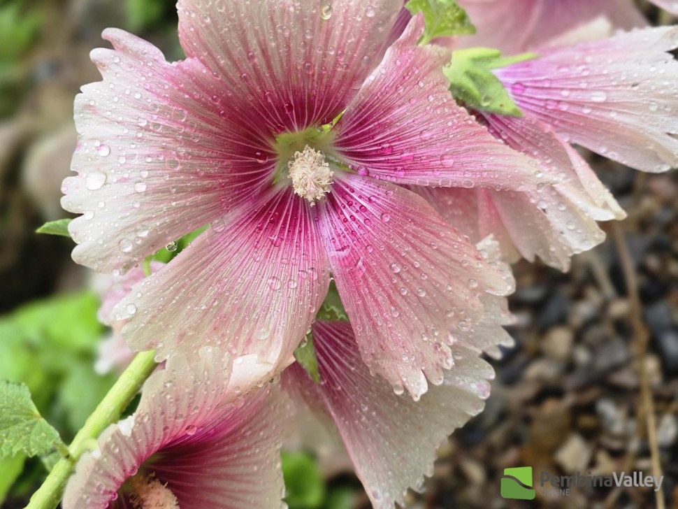 a hollyhock flower
