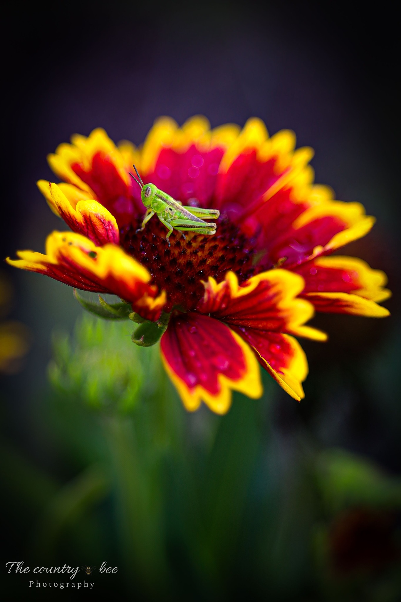 Celebrate Summer 2025, wildlife