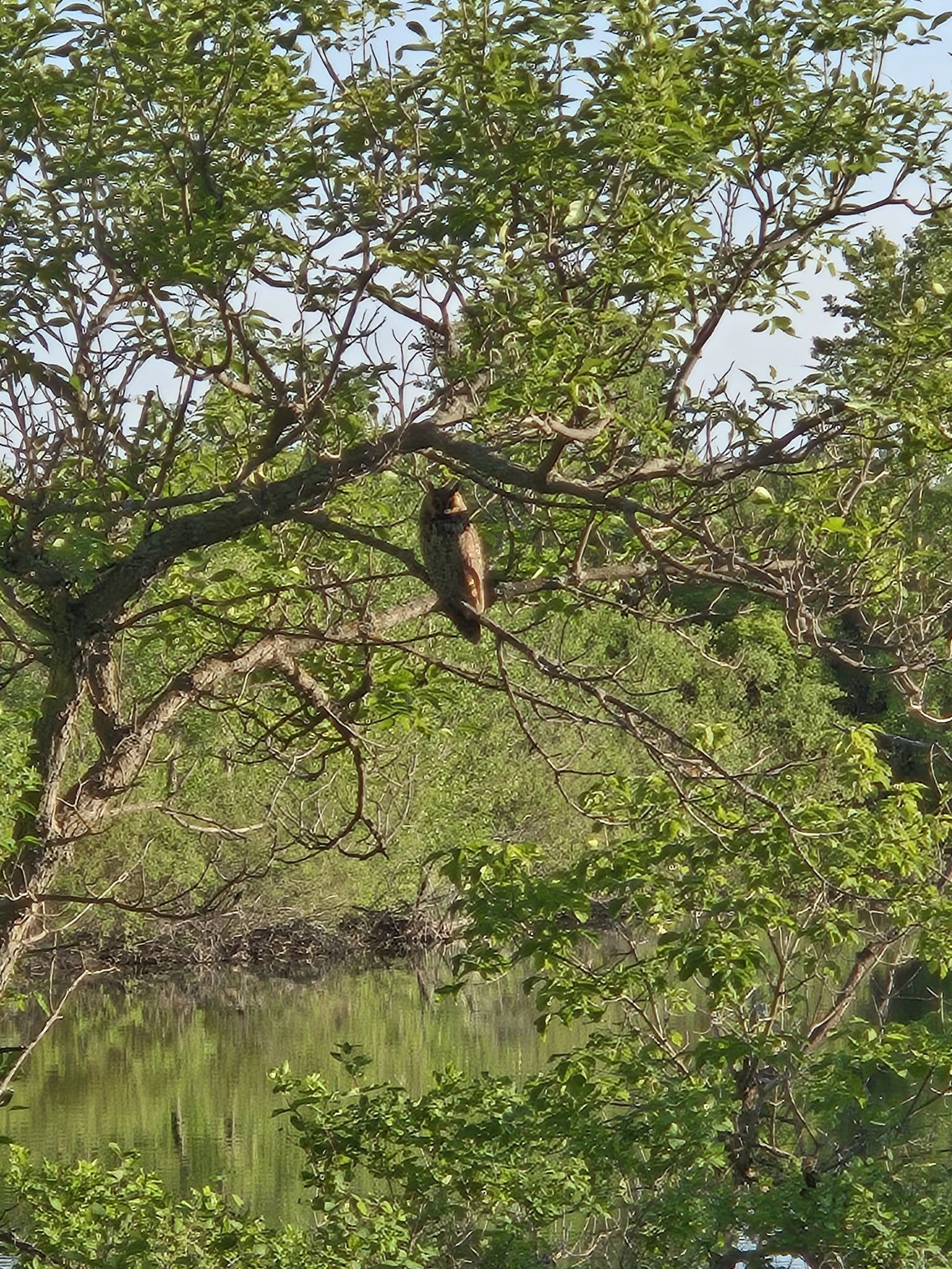 Celebrate Summer 2025, wildlife