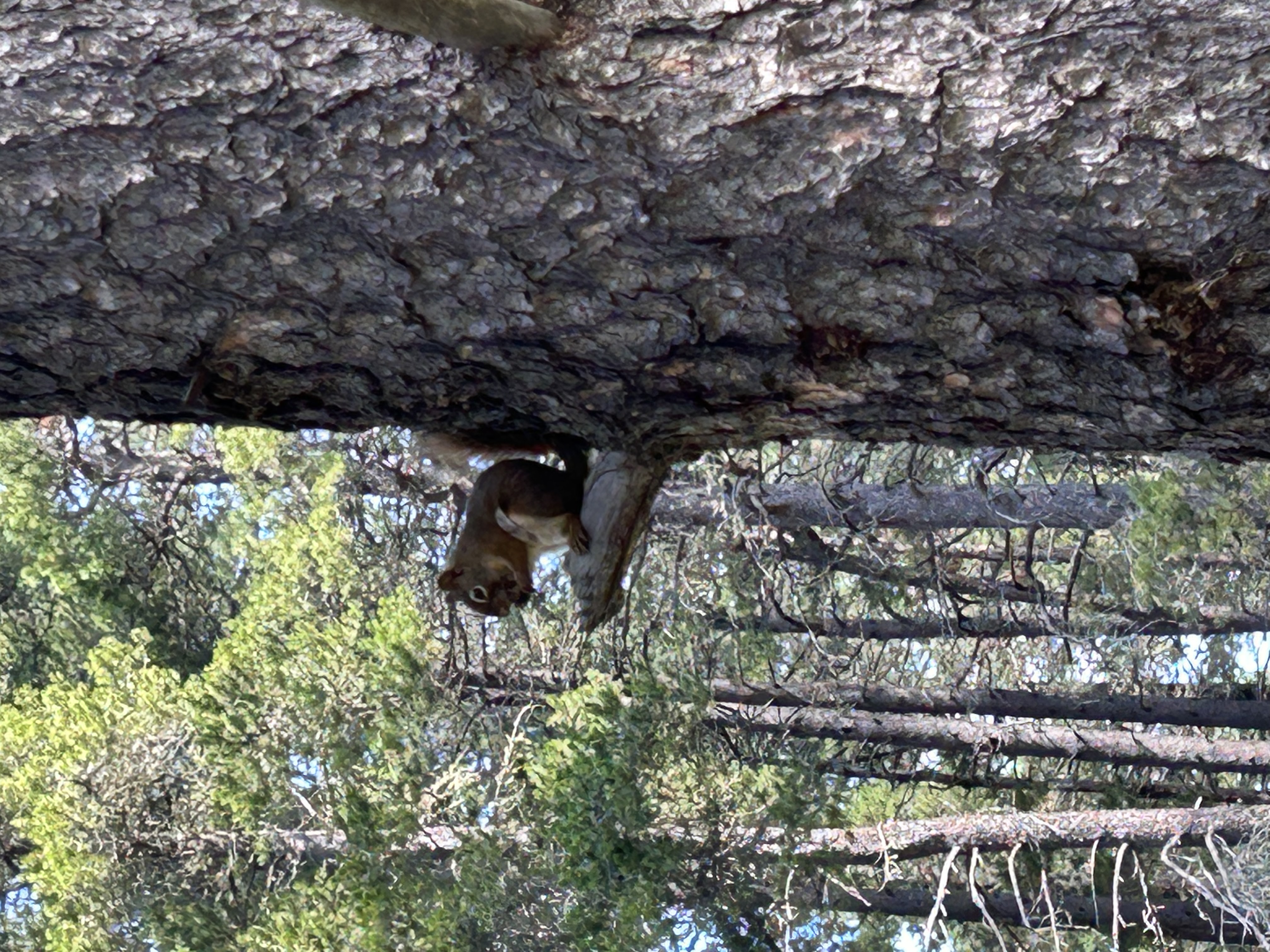 Celebrate Summer 2025, wildlife