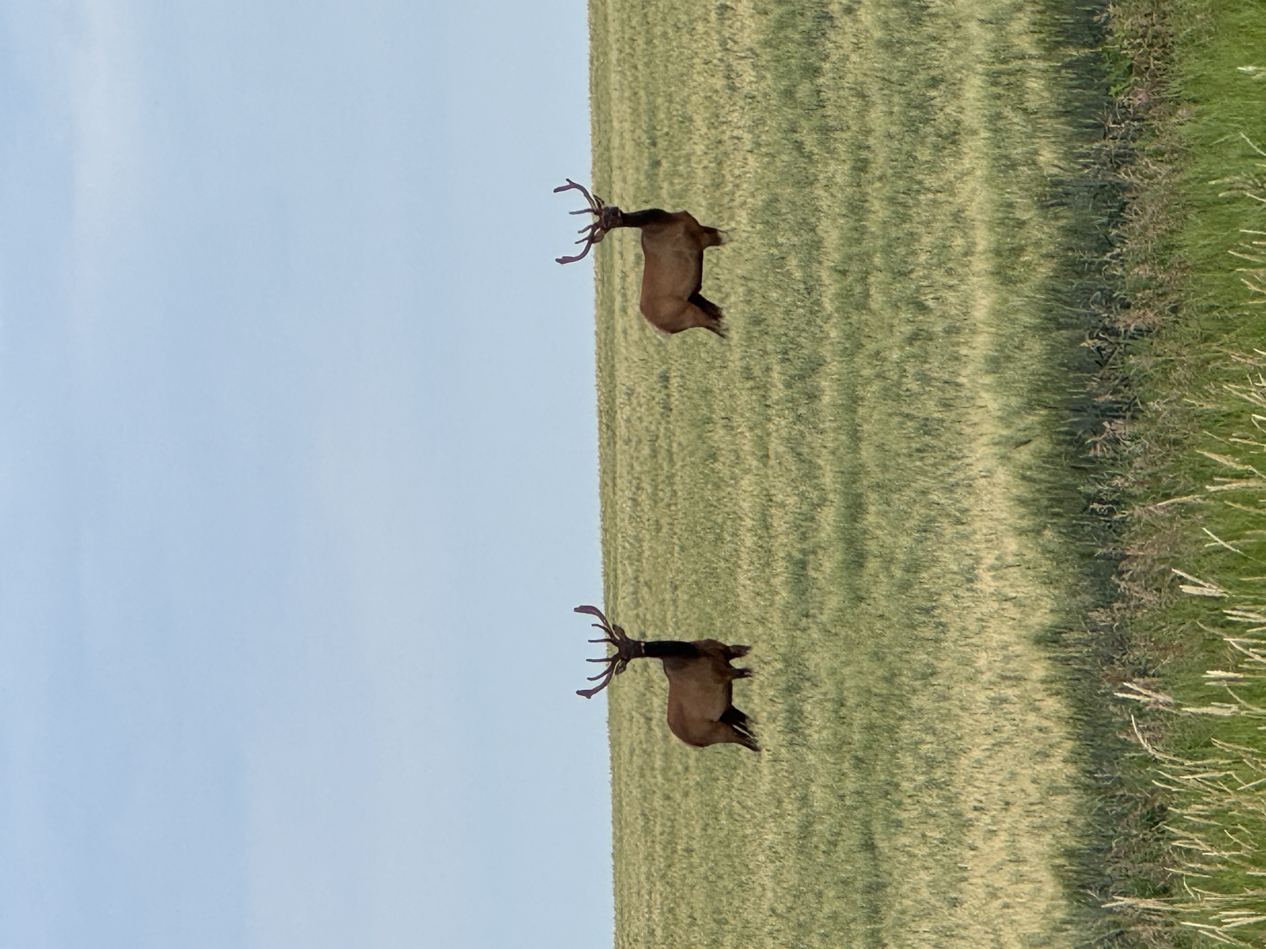 Celebrate Summer 2025, wildlife