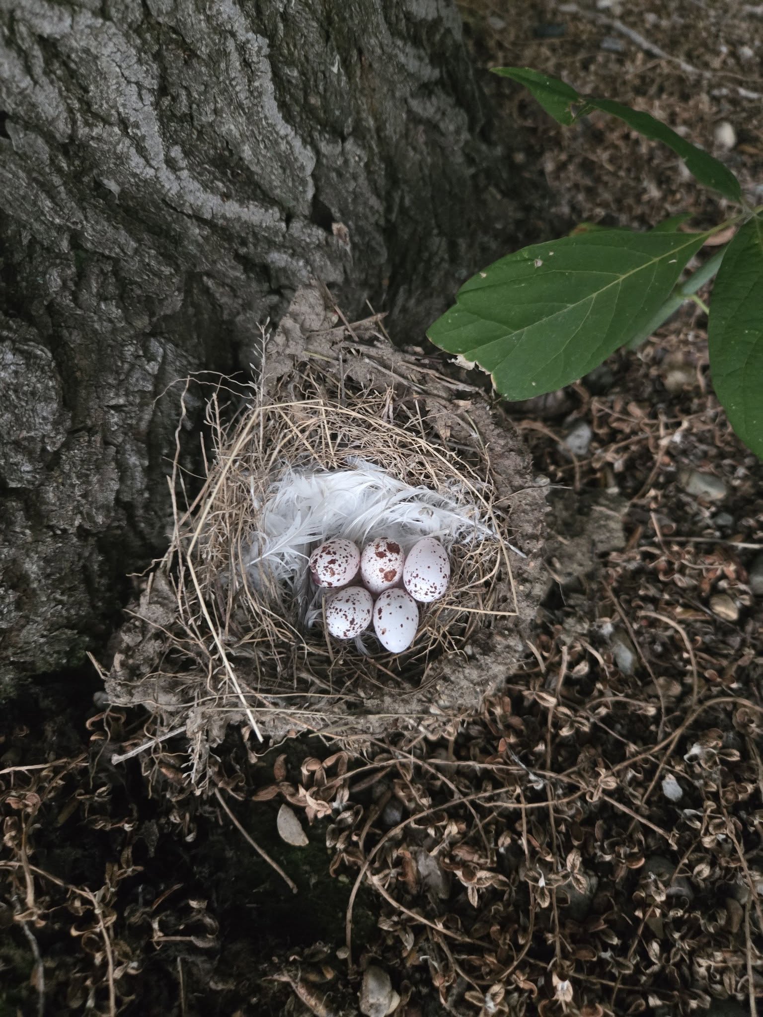 Celebrate Summer 2025, wildlife