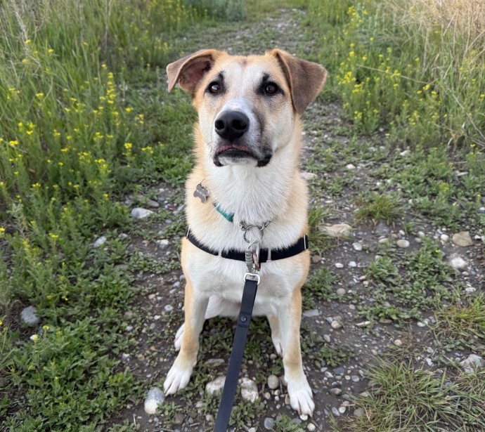 kirk adorable adoptables cochrane humane handsom dog puppy cute