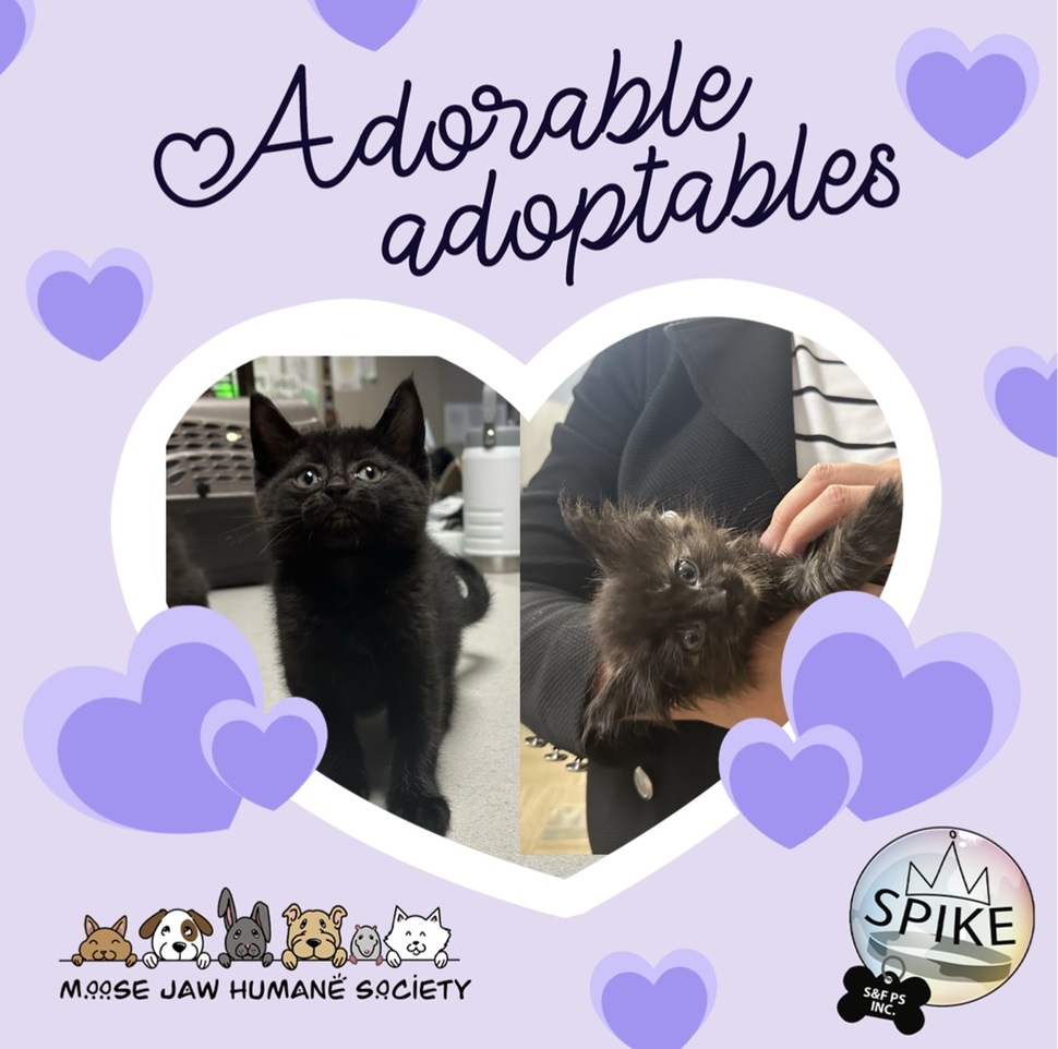 Two black kittens featured in a heart-shaped frame with a purple background and heart designs. Greg, on the left, is standing and looking up, while Macaroni, on the right, is being held by a person. Text reads 'Adorable Adoptables' with logos for Moose Jaw Humane Society and Spike & Friends Pet Services Inc. at the bottom.
