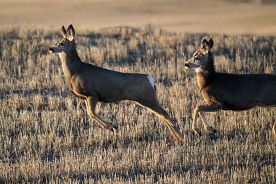Mule Deer running
