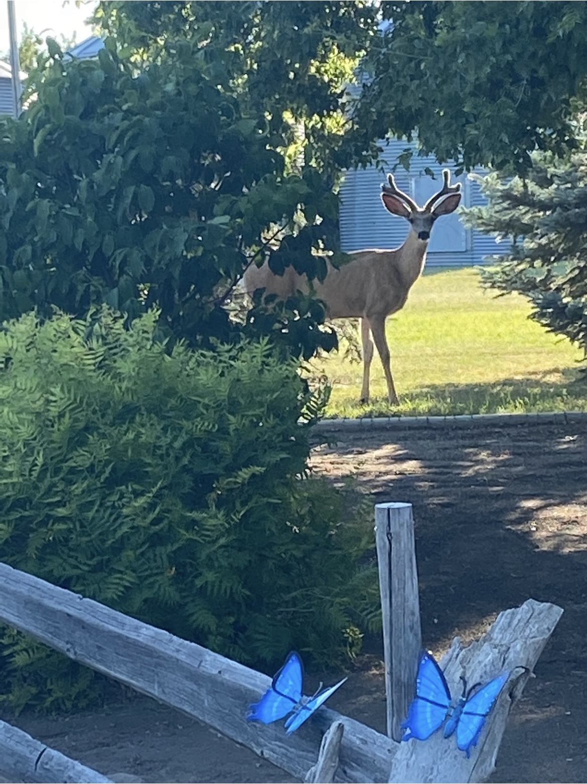 Celebrate Summer 2025, wildlife