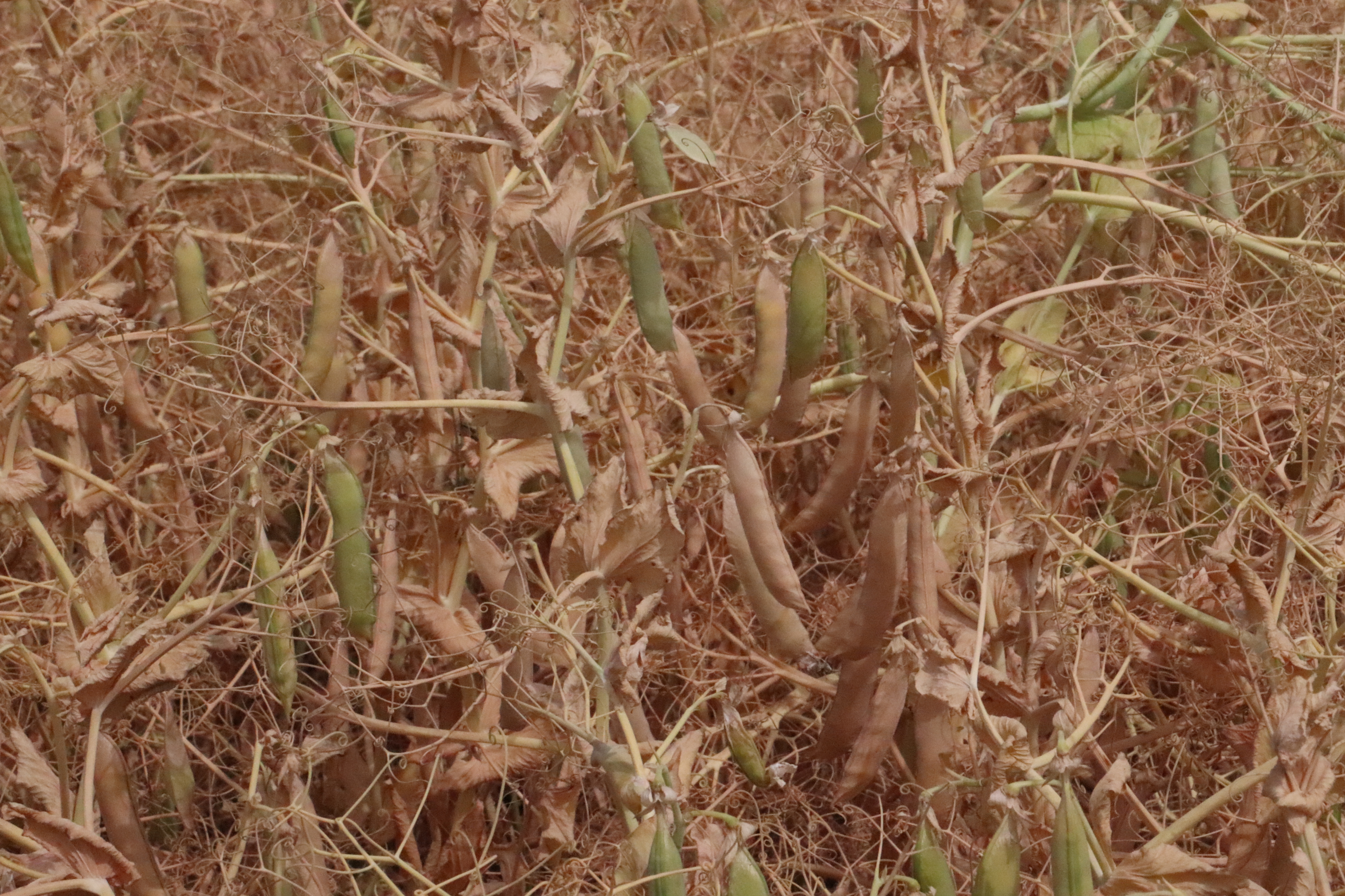 pea crop turning brown after dessication to dry down the crop and stop it from growing