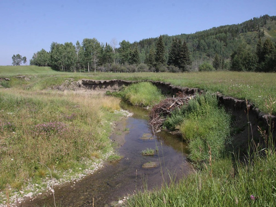 clear creek running through an grassy area with bush in the background