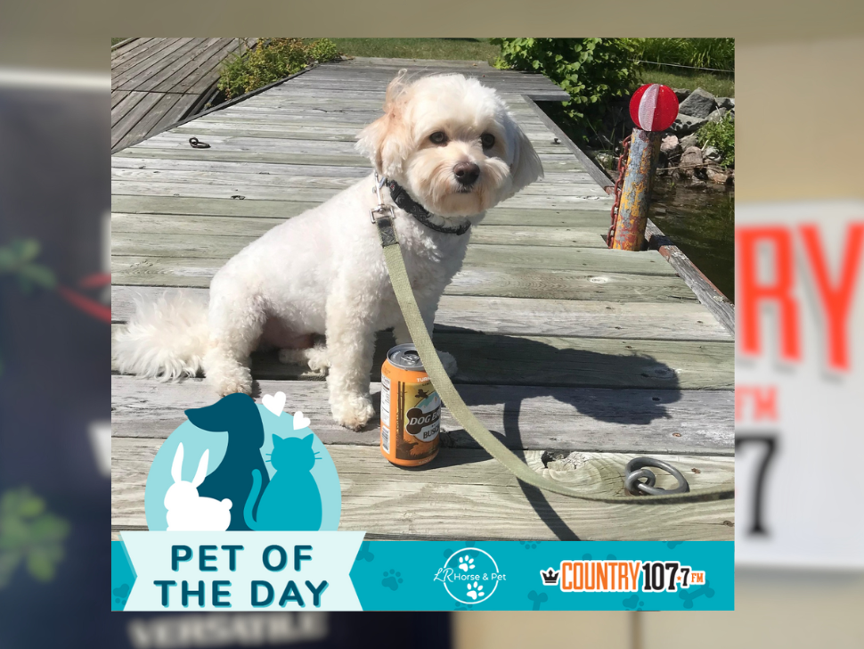 Congratulations to our winner Murphy! He loves spending his summers on the dock at the Cottage. He keeps cool with his turkey broth dog brew