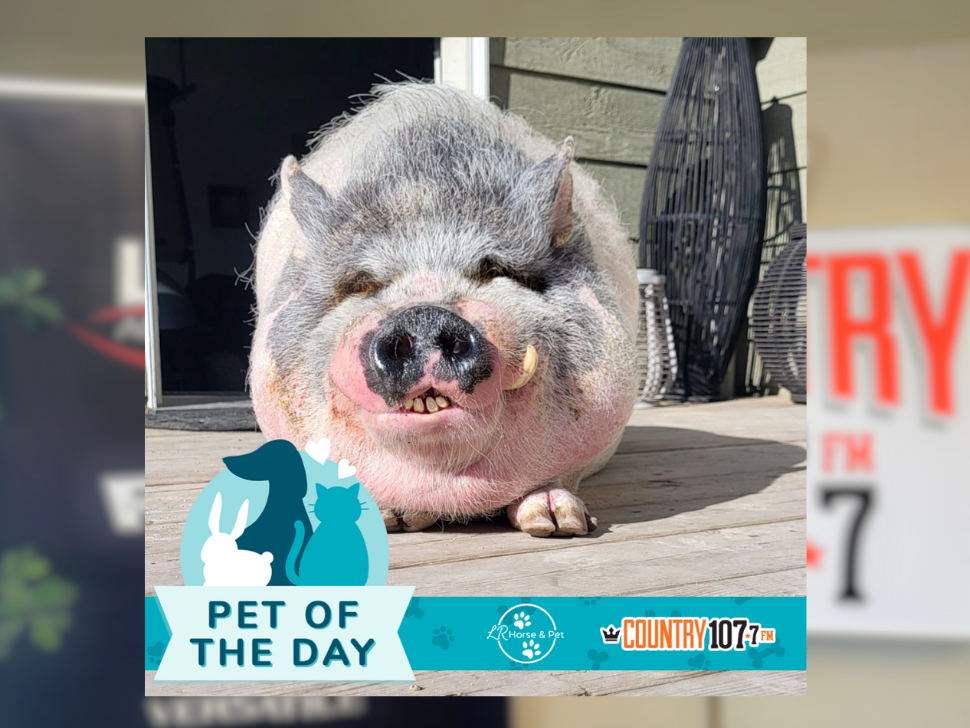 Pet of the day: Morty the sun-loving pig steals the spotlight
