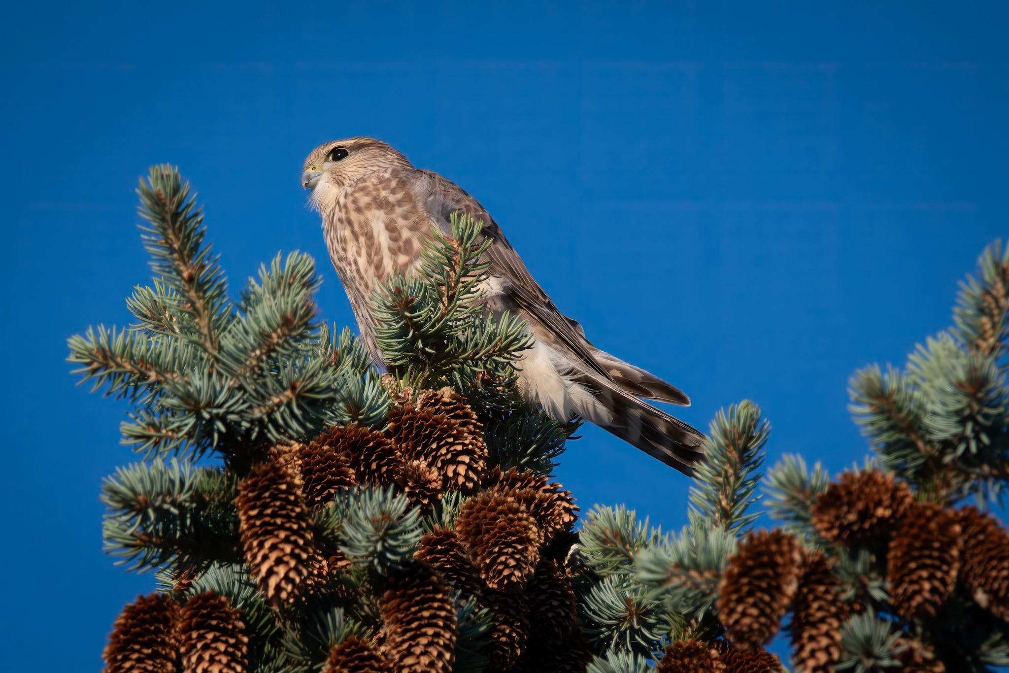 Celebrate Summer 2025, wildlife