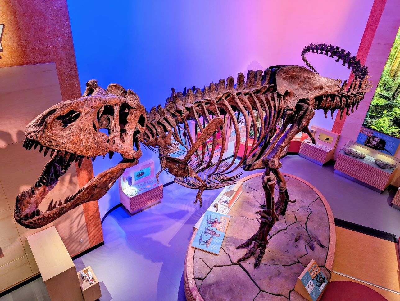 Scotty the T.Rex in the CN gallery at the Royal Saskatchewan Museum in Regina (photo by Gordon Edgar)