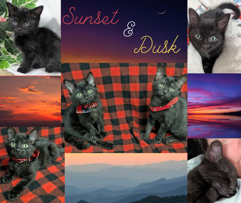Cats Sunset & Dusk