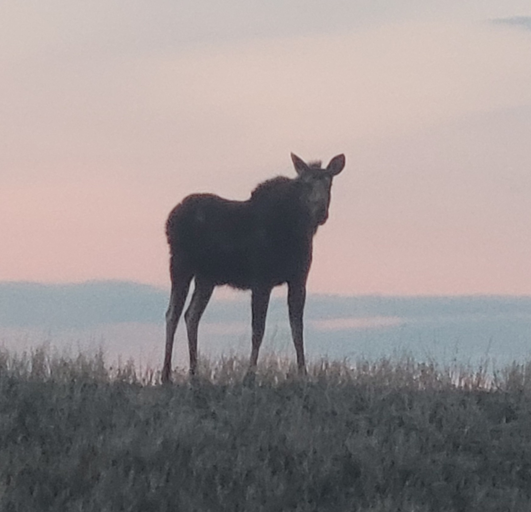 Celebrate Summer 2025, wildlife