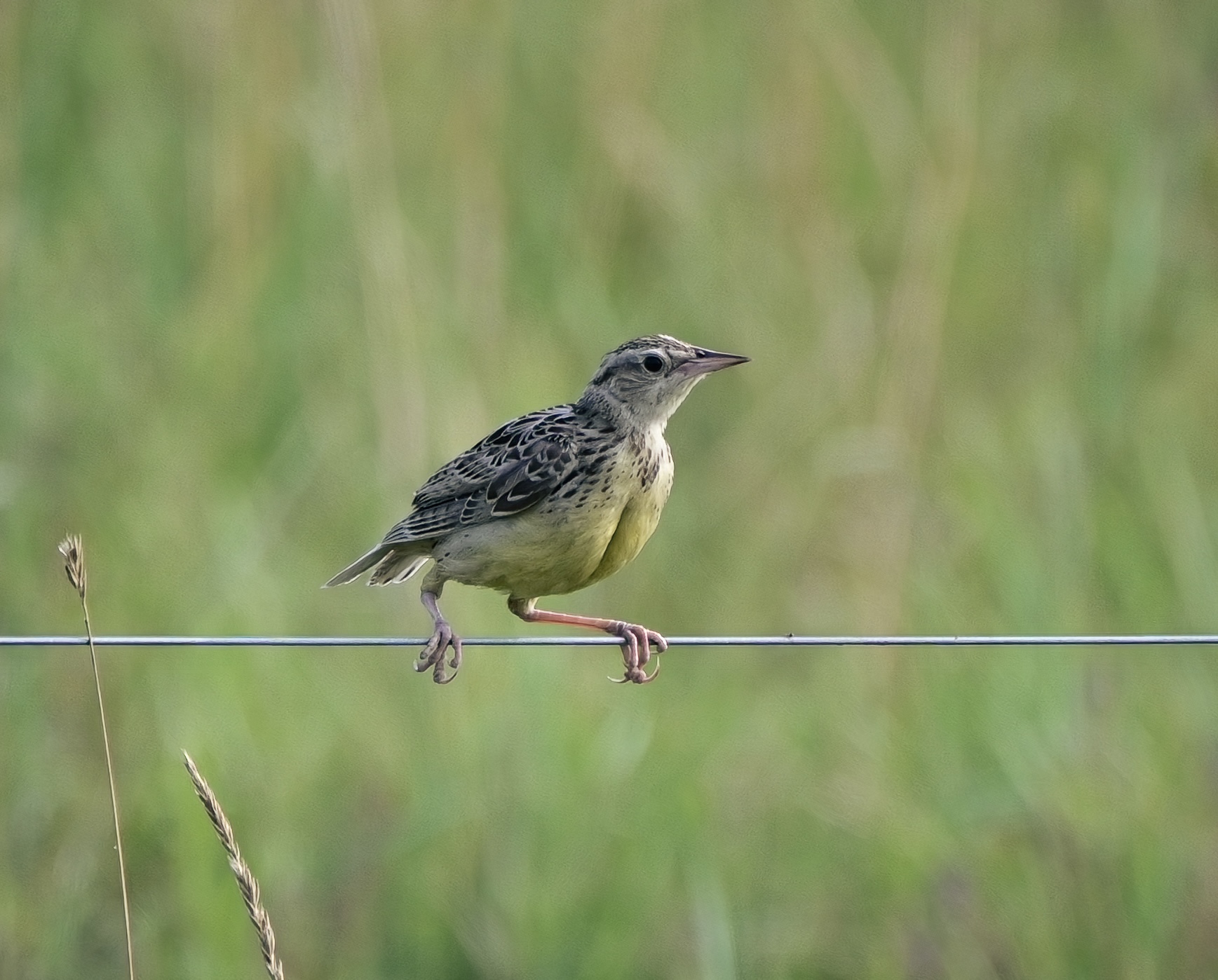 Celebrate Summer 2025, wildlife