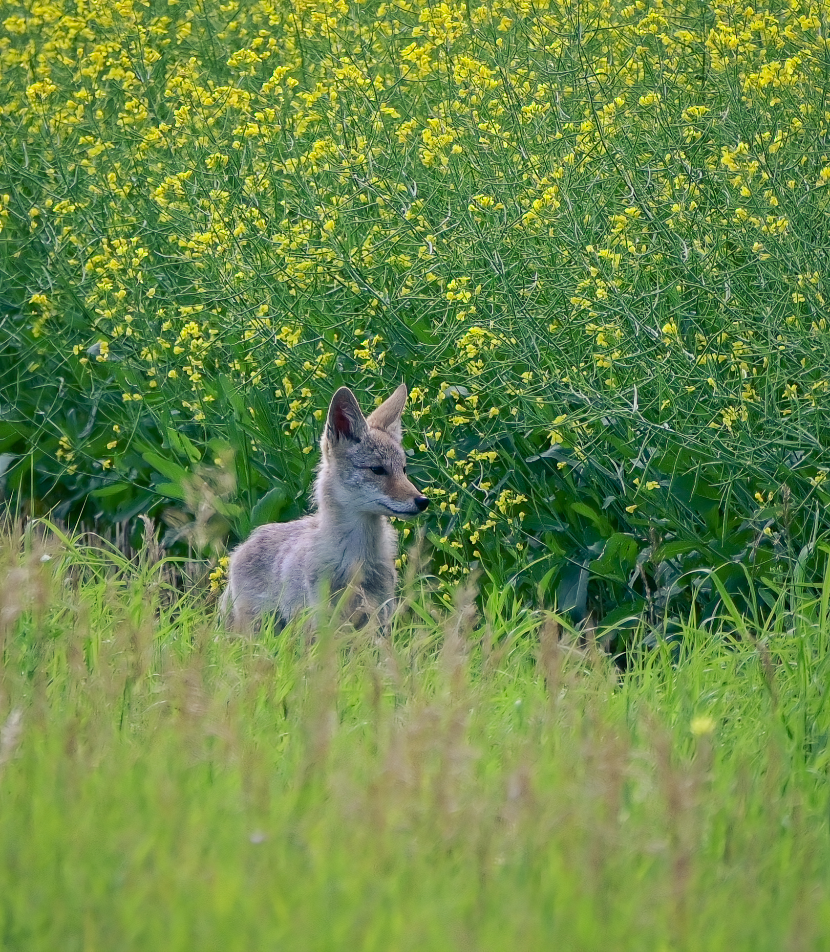 Celebrate Summer 2025, wildlife