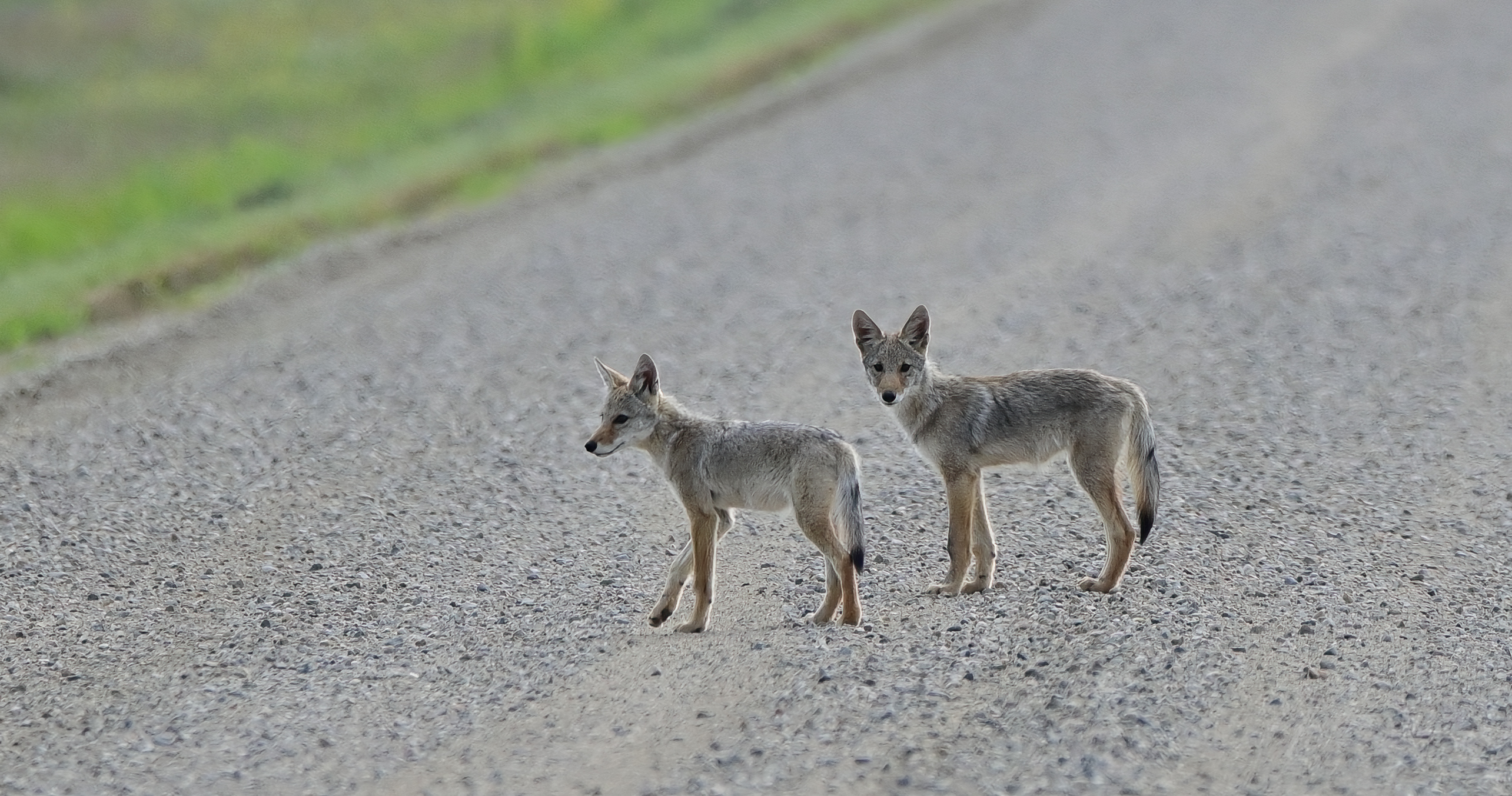 Celebrate Summer 2025, wildlife