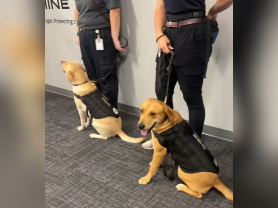 Two police dogs that were recently a part of a child rescue operation. (Tim Tebow Foundation/Facebook)