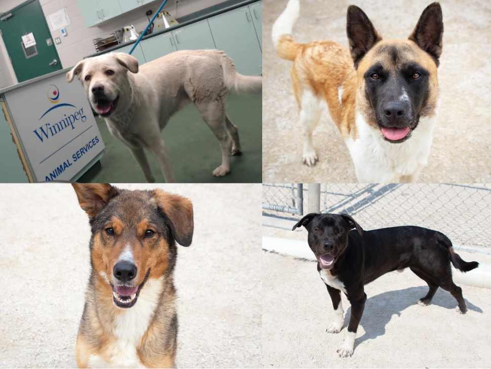 Dogs up for adoption through Winnipeg Animal Services
