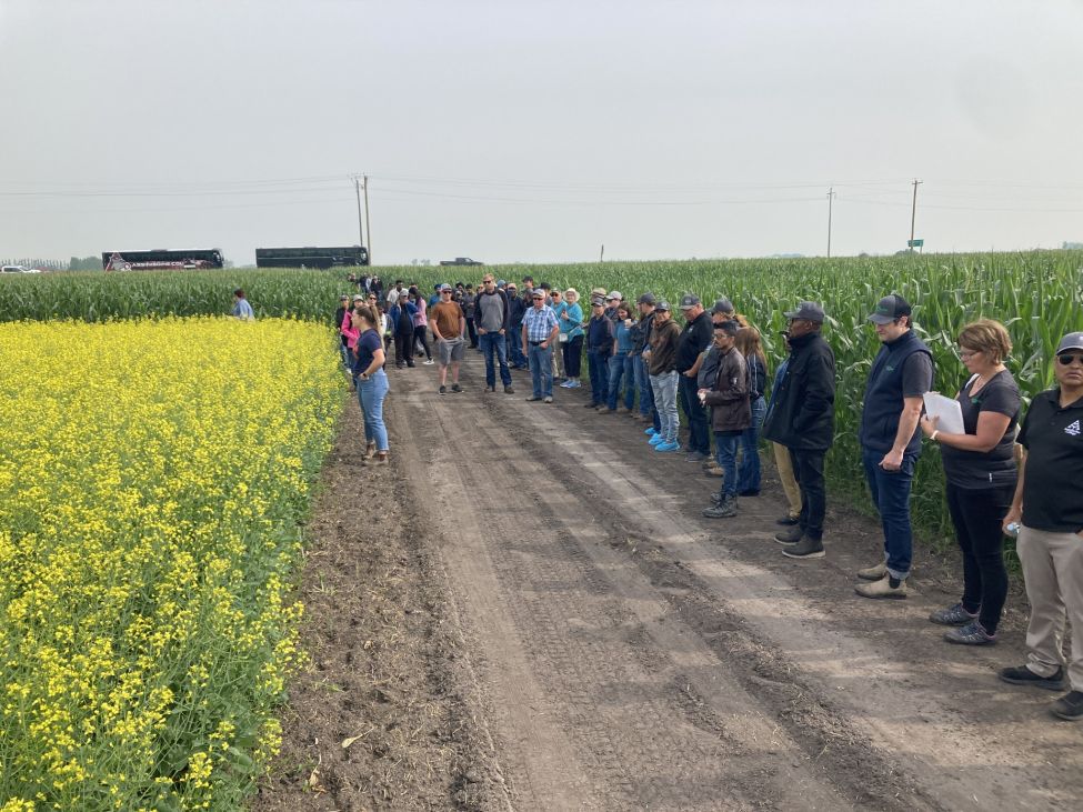 people standing near a field of canola