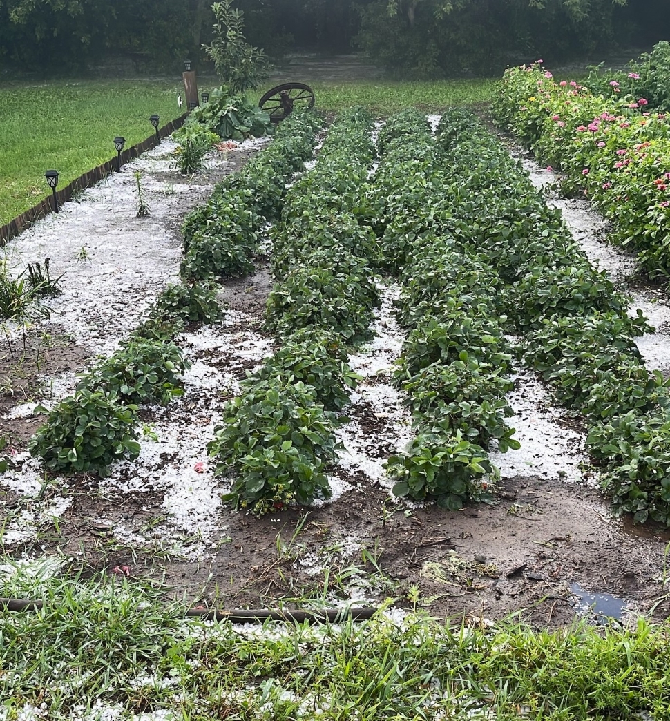 Hail accumulations in a garden in the RM of Cymri.
