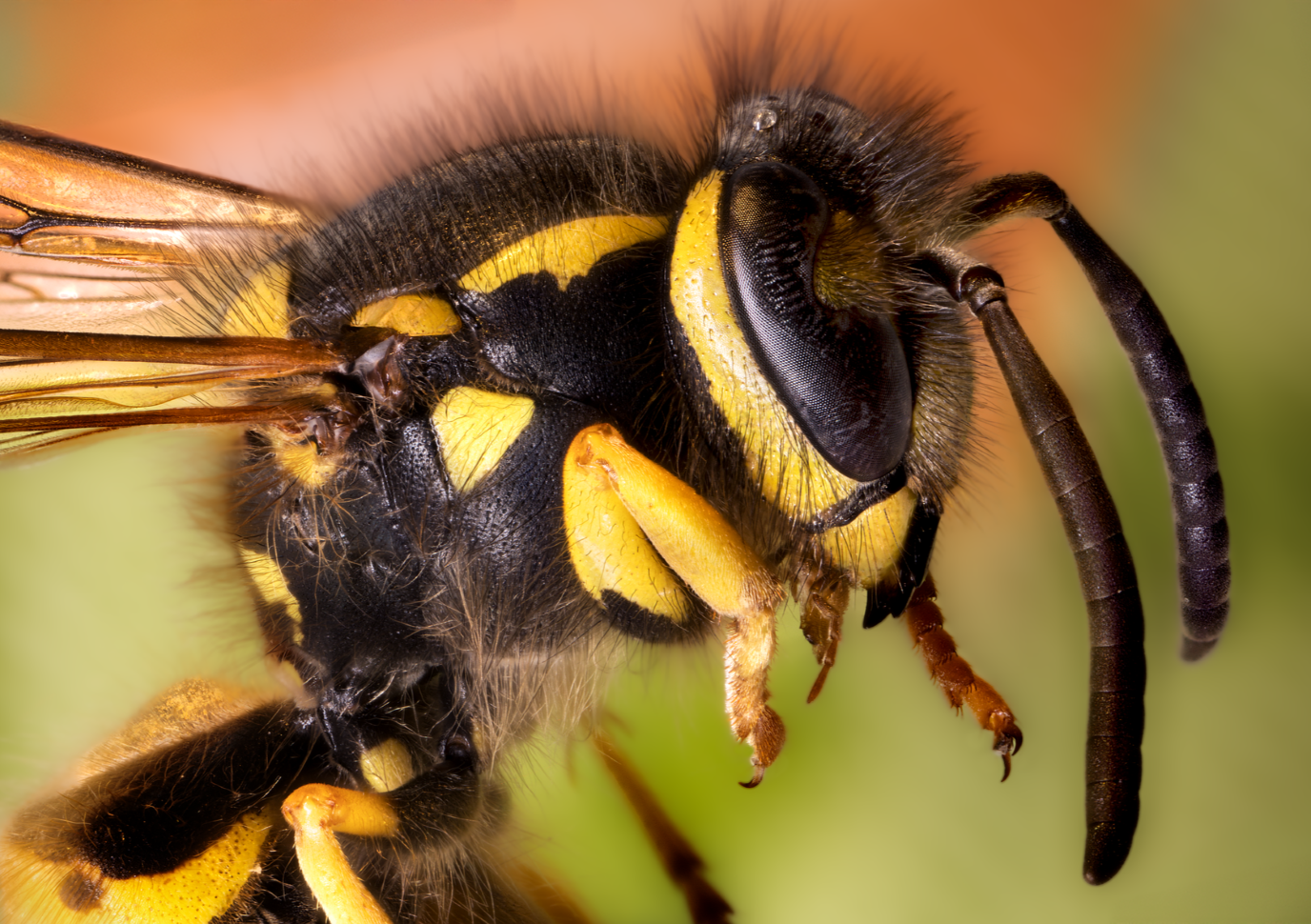 Yellowjacket wasp (Ted Erski)