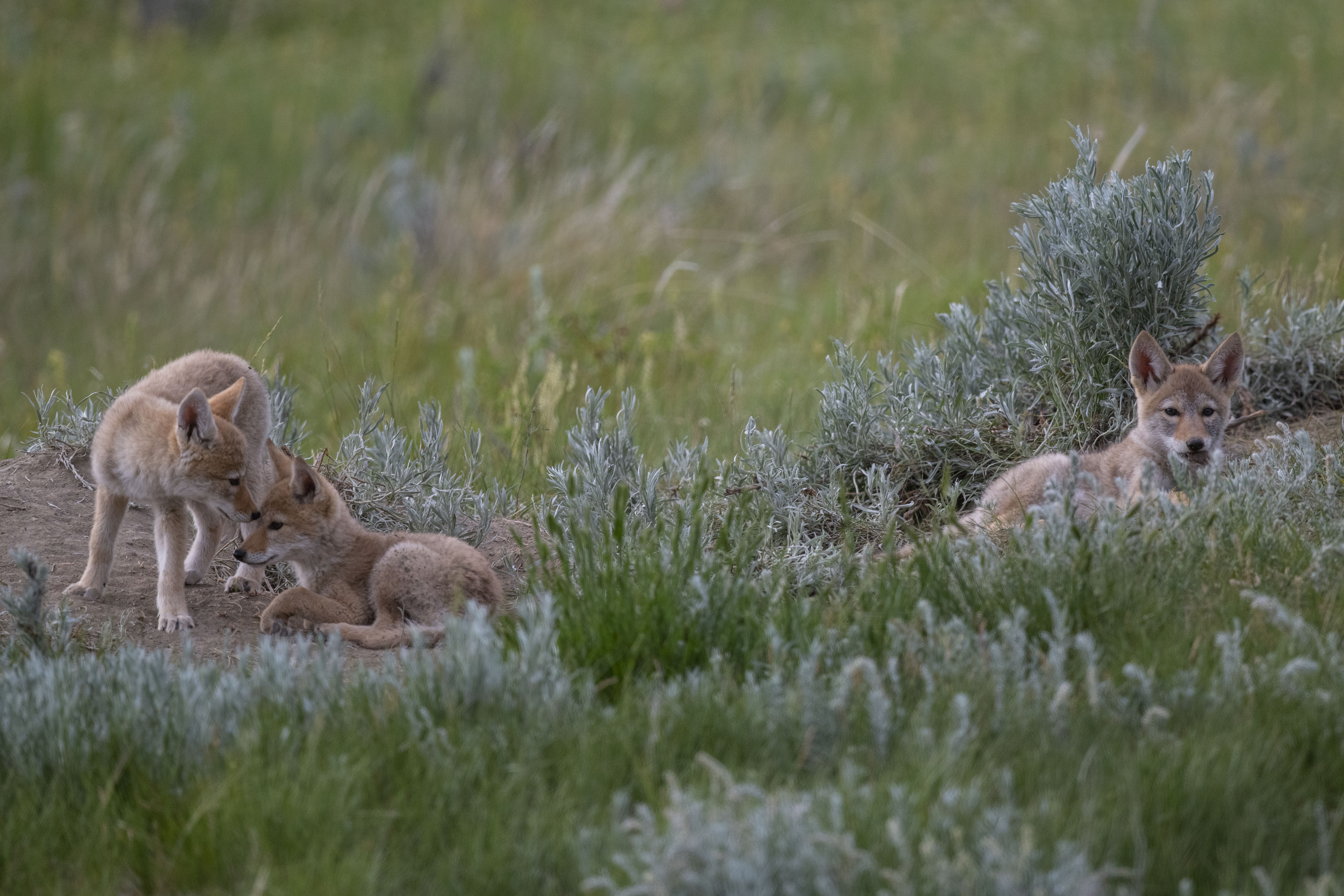 Zen-Ridge, SK_Coyote Pups4_0