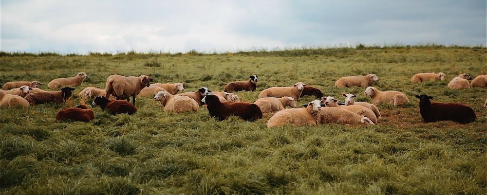 Sheep in a field. 