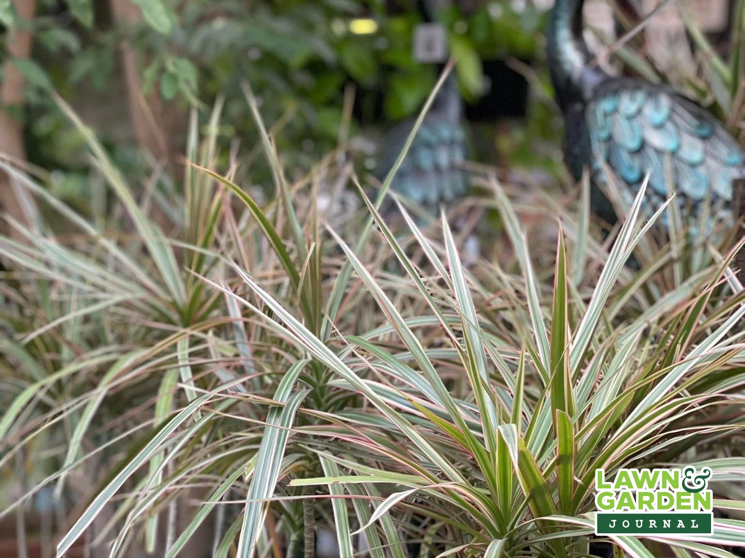 Plants from St. Mary's Nursery and Garden Centre