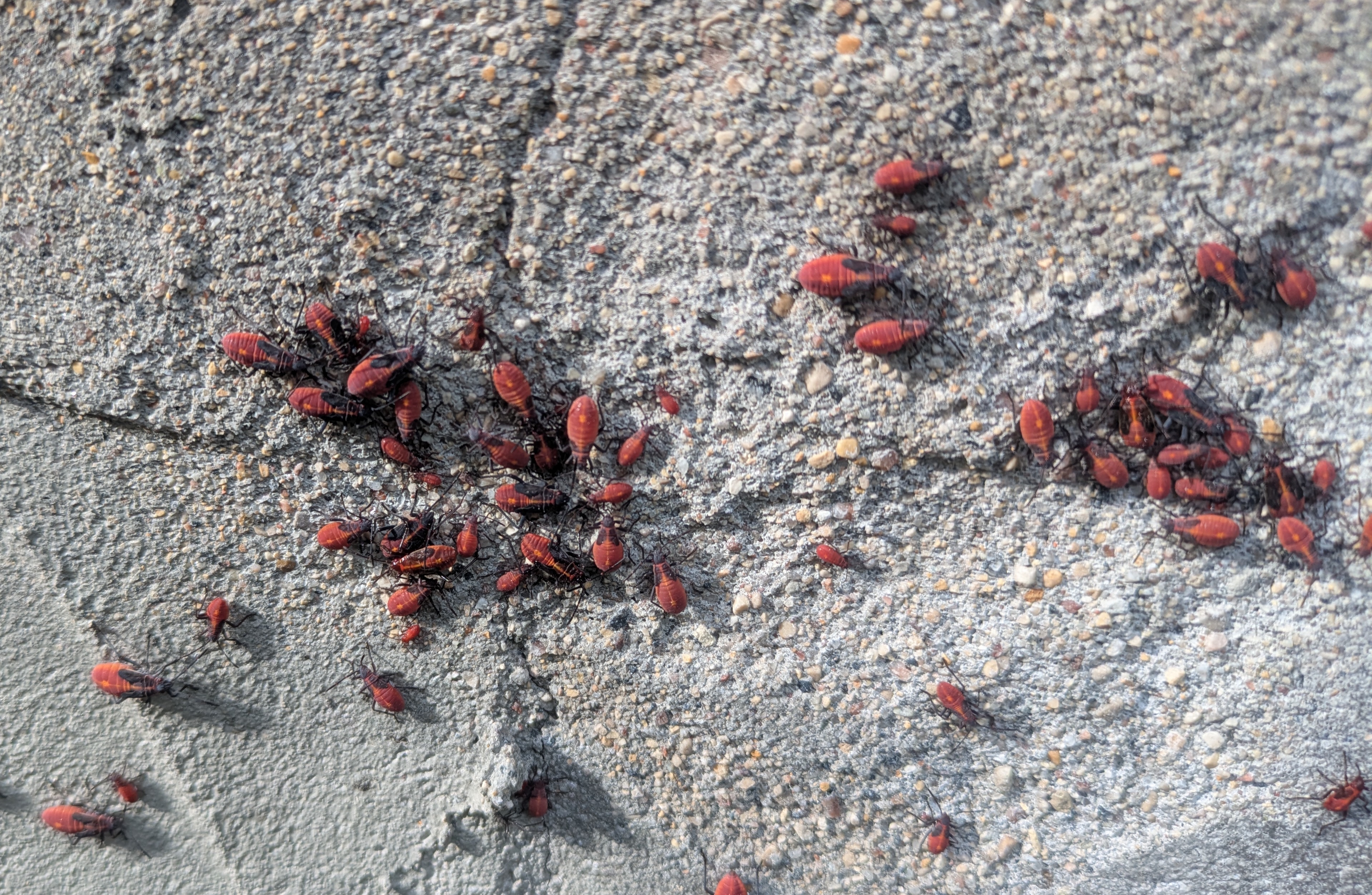 BOXELDER BUGS on south wall of a home