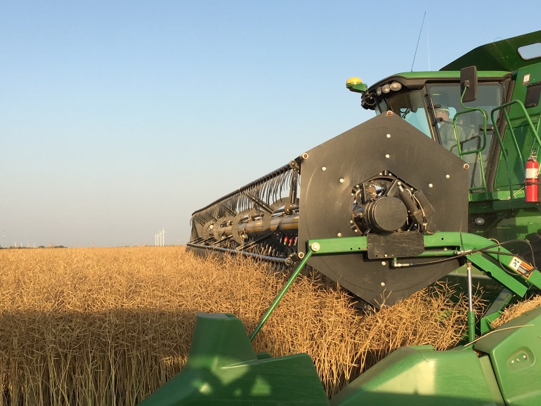 Green John Deere combine straight cutting canola