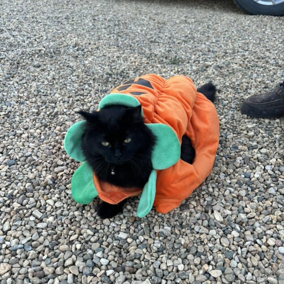 cat in halloween costume (omrp facebook)