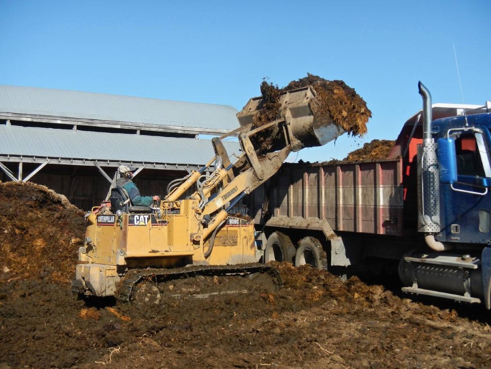 front end loader lifting cattle manure into a truck