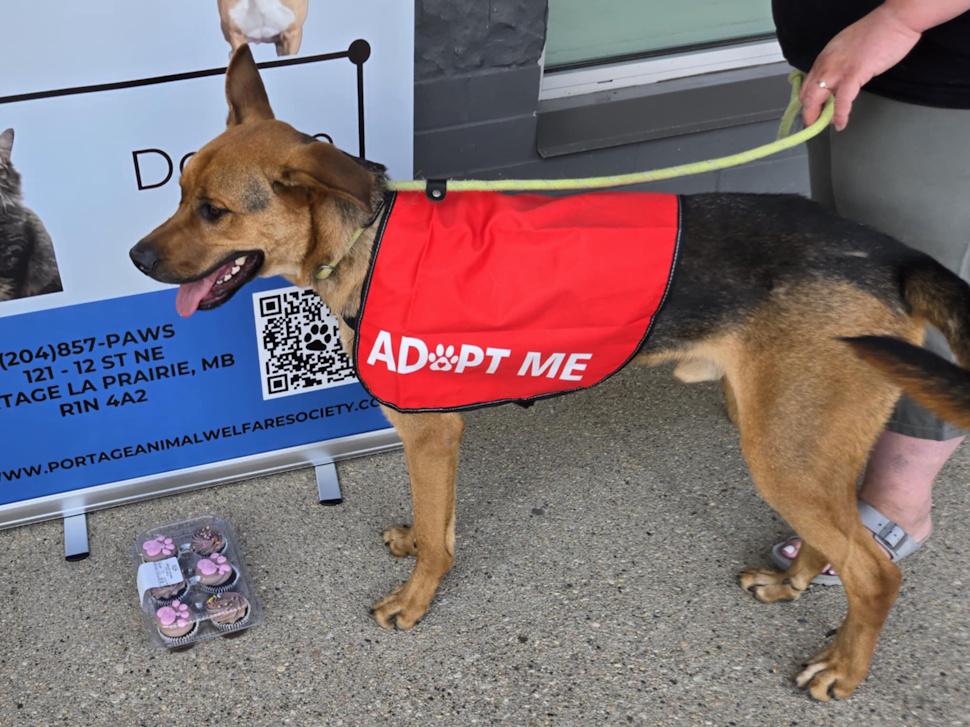 A dog standing beside a display of colorful cupcakes at Homestead Co-op.