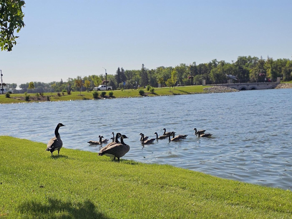 A flock of geese standing along the shoreline of Crescent Lake in Portage la Prairie.