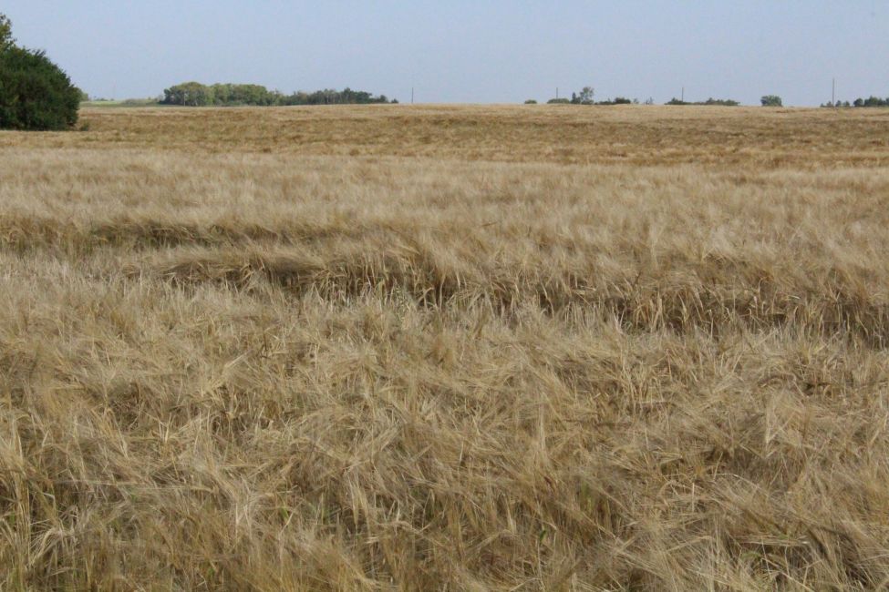 a field of grain