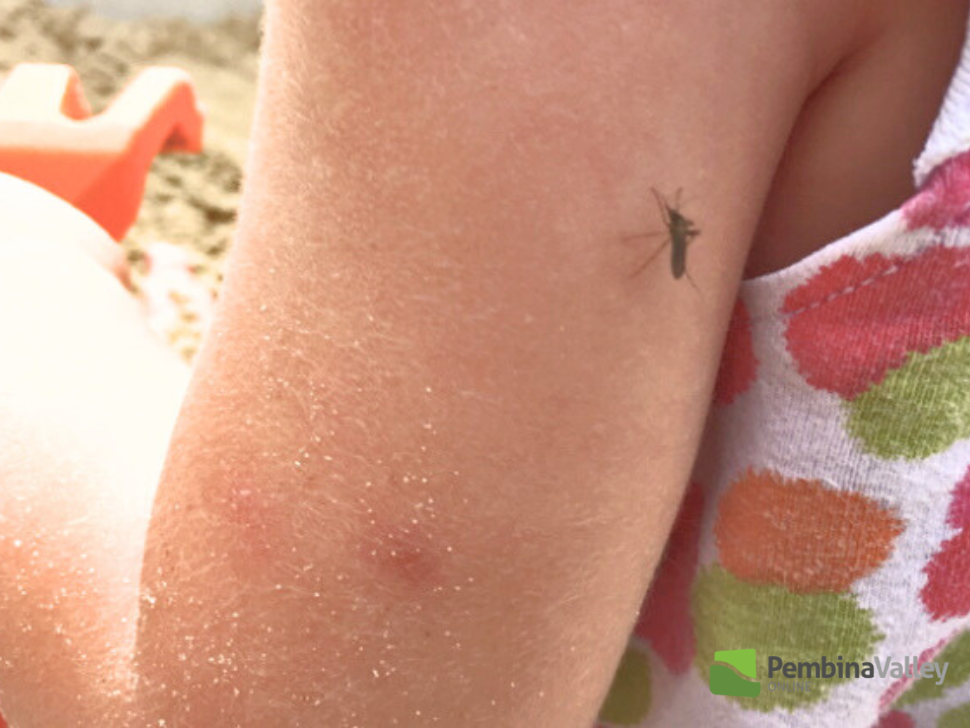 mosquito