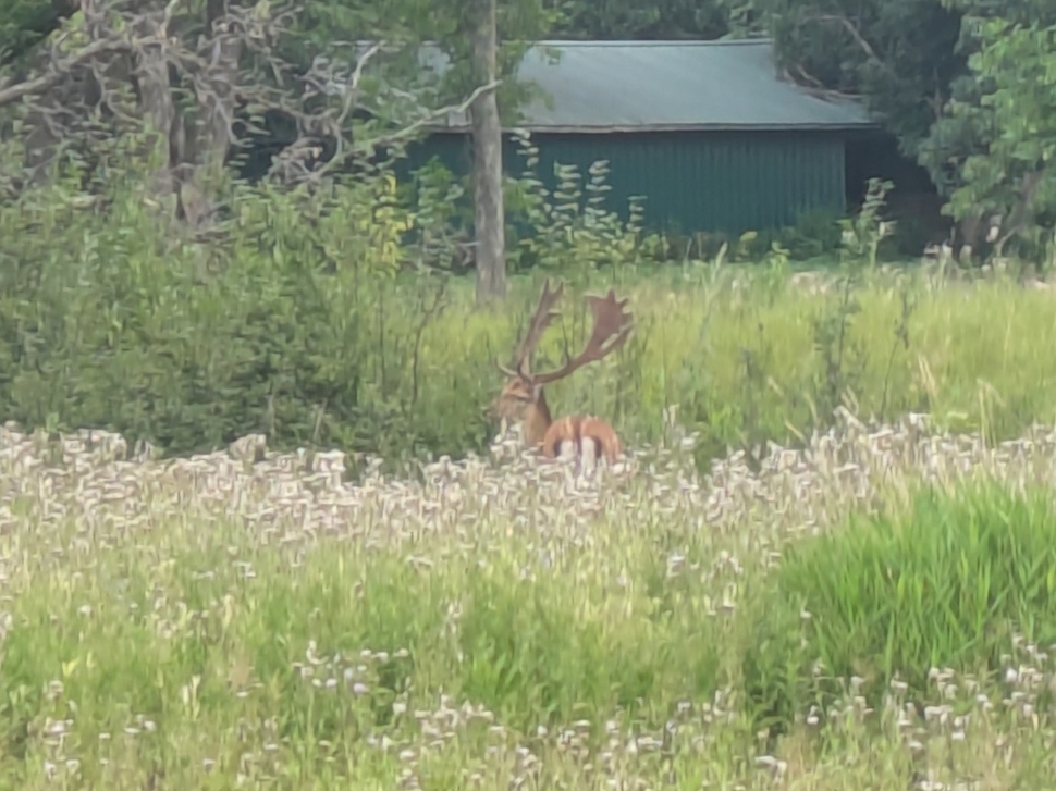 A deer standing inside a fenced enclosure at Island Park, Portage la Prairie.