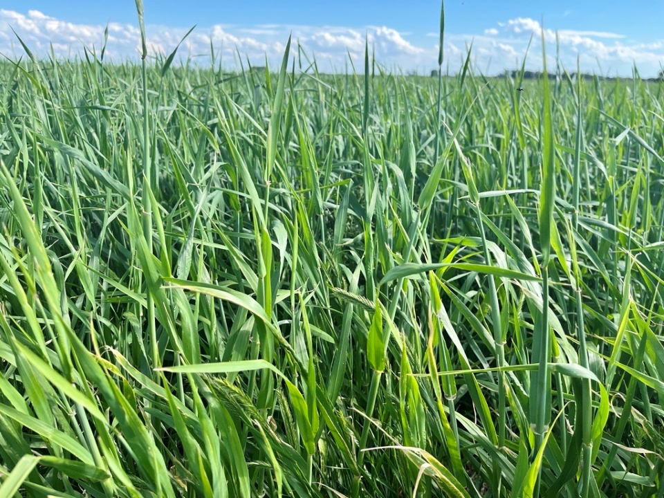 barley natasha