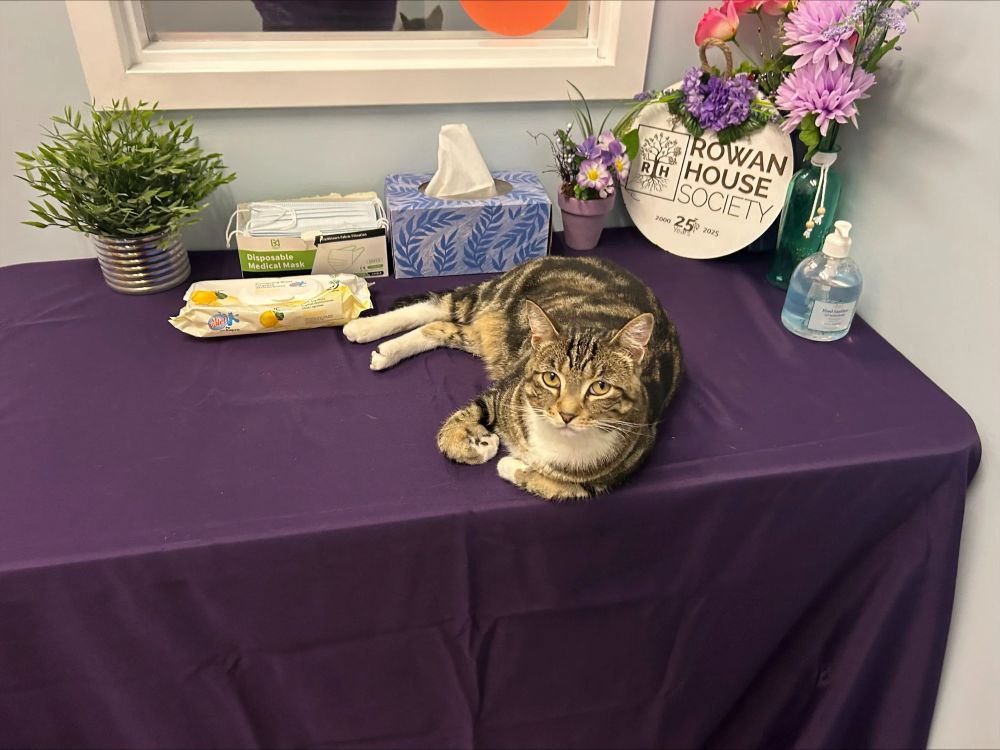 Rowan House Society cat, Violet.