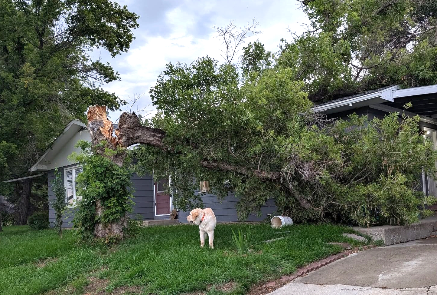 tree down aug 20 curtis akre