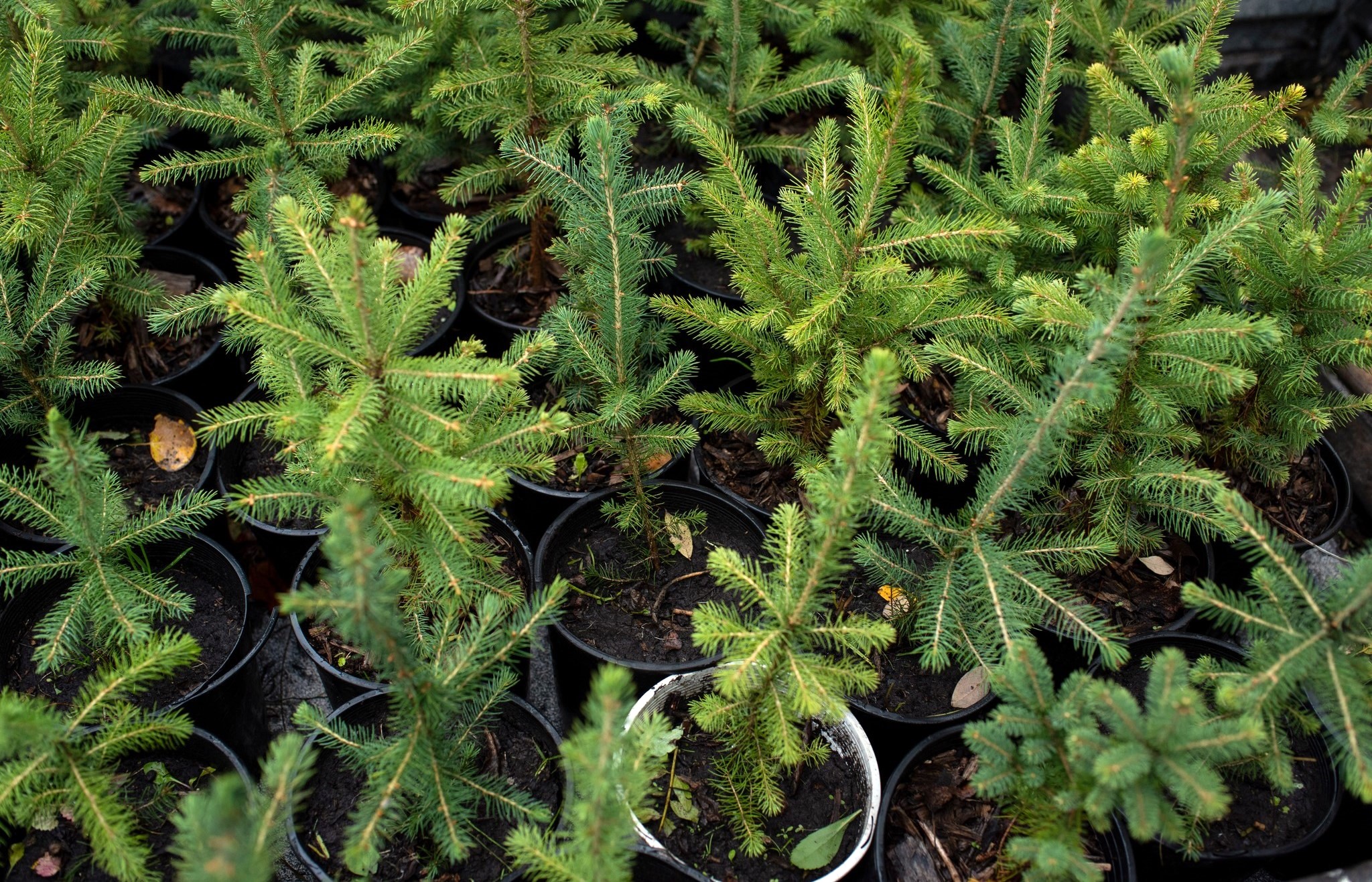 trees ready to plant