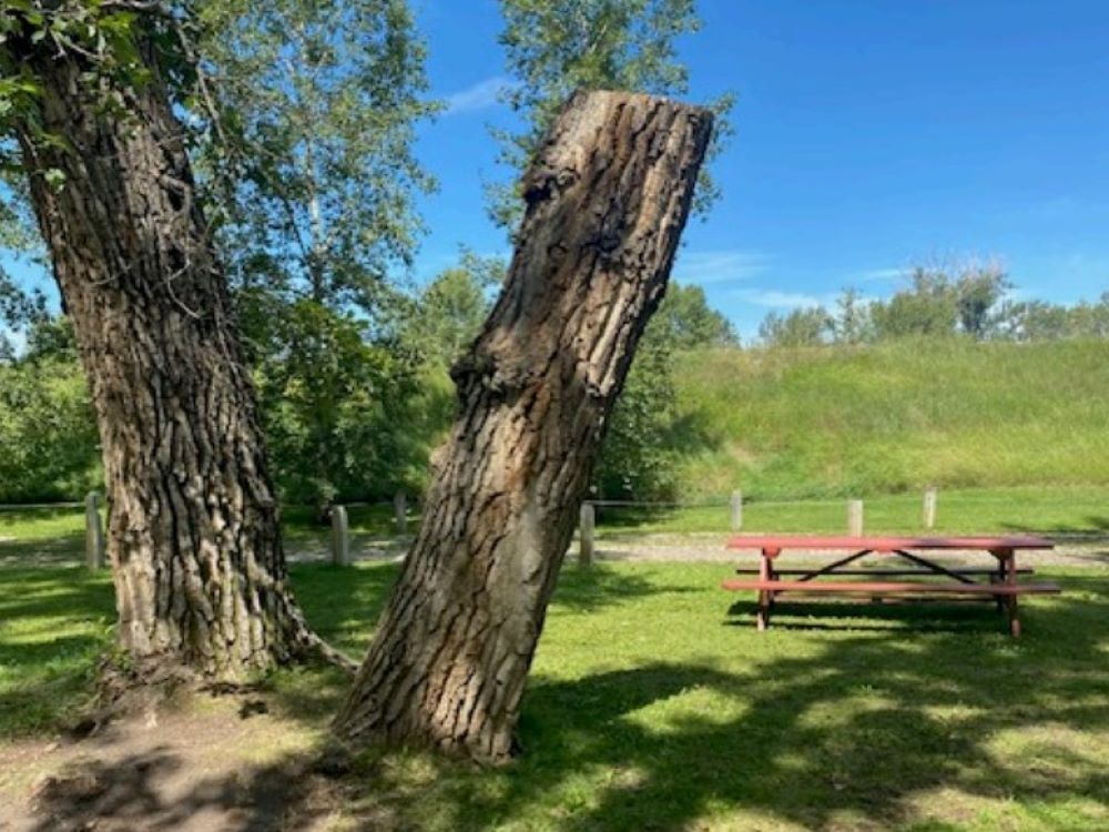 Trees in George Lane Memorial Park in High River.