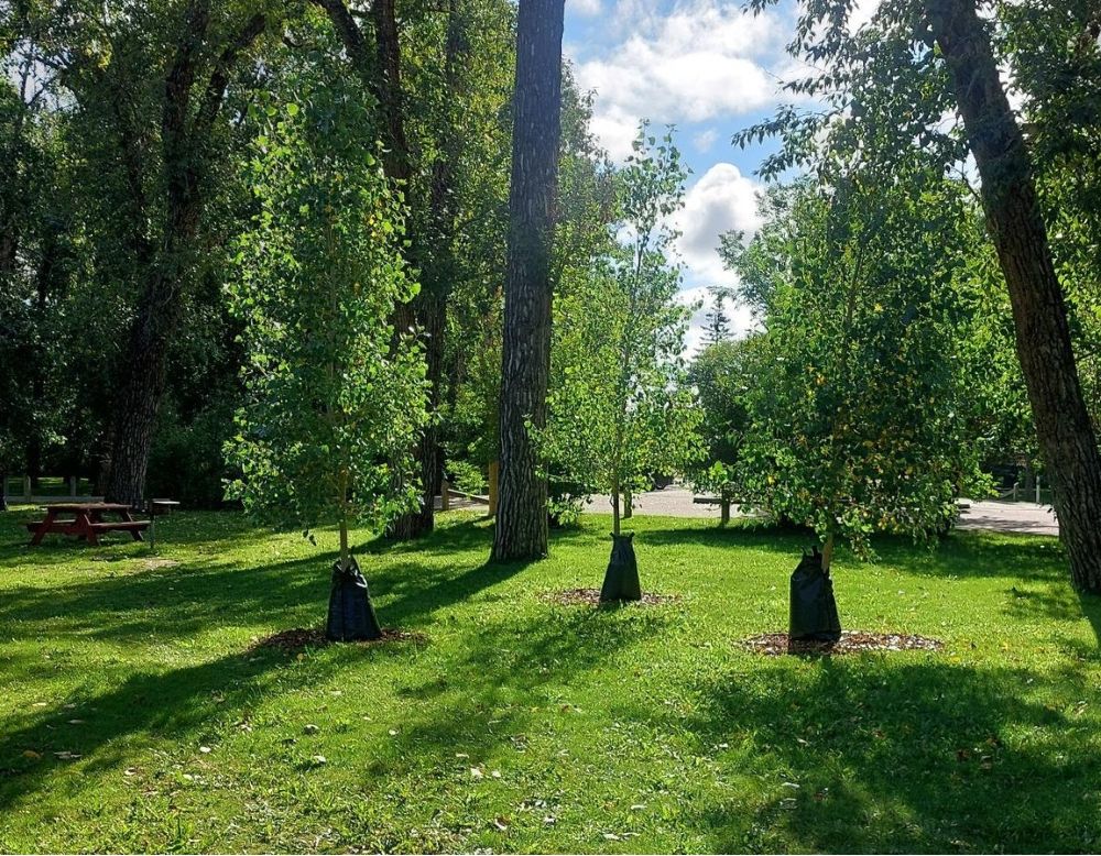 trees in High River.