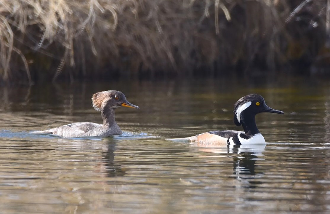 Hooded Merganser