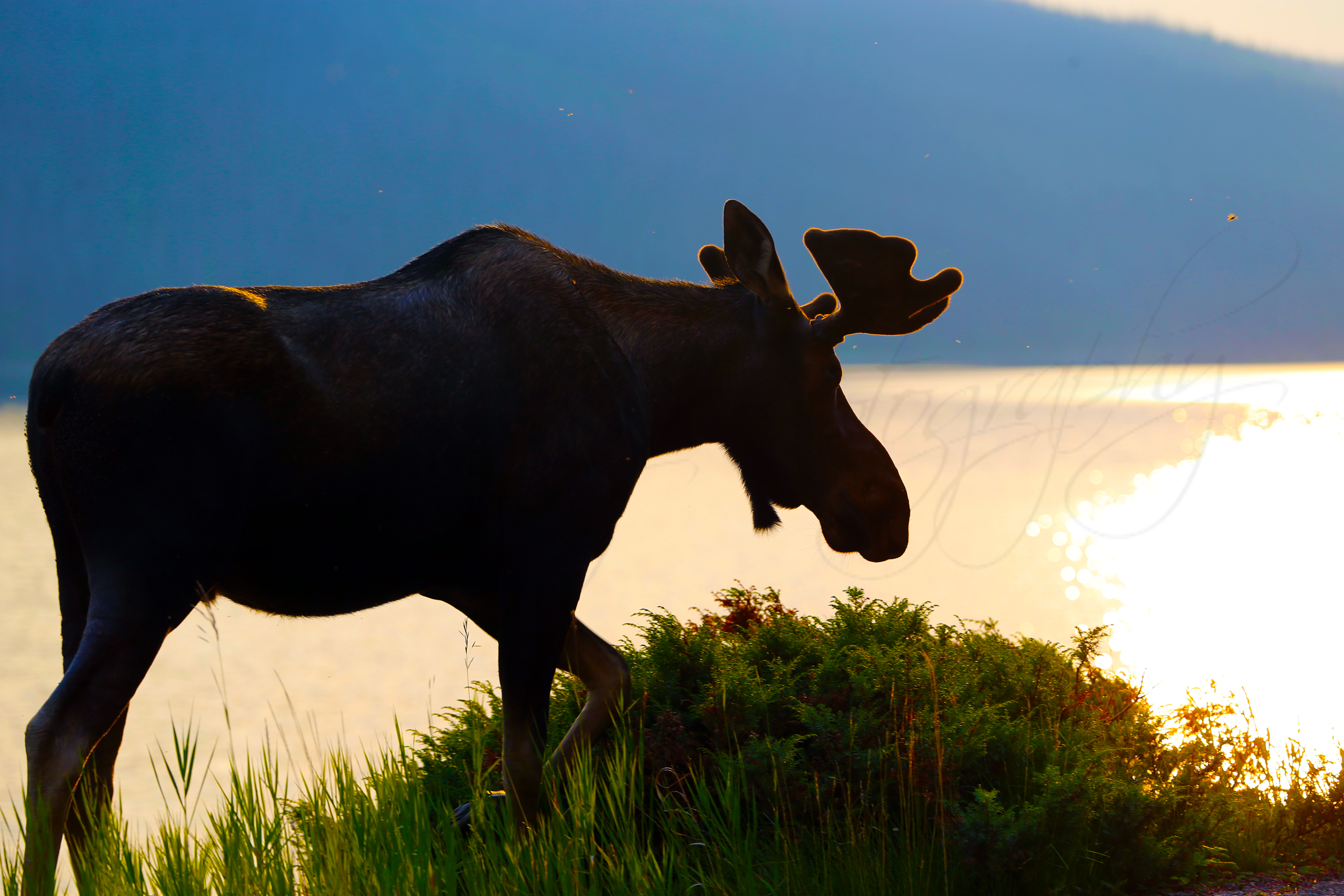 Alberta Parks has issued a wildlife warning for part of the Upper Kananaskis Lake Circuit Trail after an aggressive moose was reported. Archive Photo / Anna Ferensowicz / Discover Airdrie 